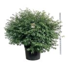 EUONALAC150230_8817048