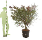 EUONALAC15055_8817048