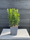 EUONGRSP13_12368