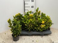 EUONJAUP10.5_991211