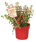 FUCHCREC3_991317