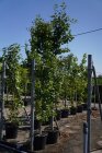 GINKBILC10_880500