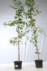 GINKBILC140_H