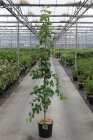 GINKBILC150_880500
