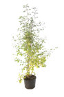 GINKBILC17520_887056