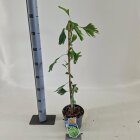GINKBILC2_991333