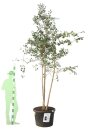 GINKBILCPC350150_H