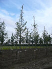 GINKBILMG25_H