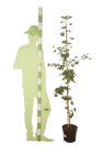GINKBILTBC150_H
