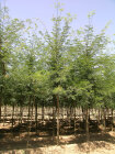 GLEDINEMG25_H