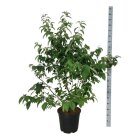 HALECARC12530_8817048