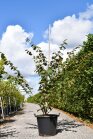 HAMAJELC15050_880500