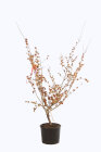 HAMAOBEC15020_887056