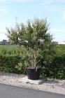 HEPTMICC200130_880500