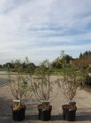 HIPPFORC3_880500