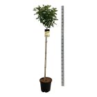 HYDRCANDC12015_8817048