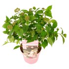 HYDRPPEC3_991317