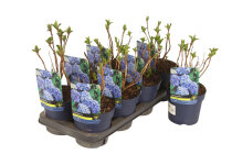 HYDRSPC1.5_BLA991321