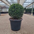 ILEXDGRBOC4025_880972