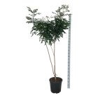 KOELPANC17530_8817048