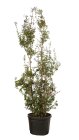 LAGEINDC25070_ROO