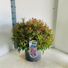 LEUCBLOC15L_991333
