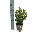 LEUCCREC25_H