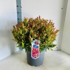 LEUCZEBC15L_991333