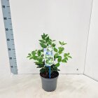 LIGUTEXC2_991333