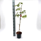 LIQUWORC60_H