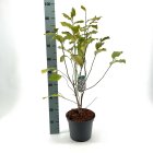 MAGNBETC5_882339