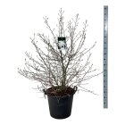 MAGNSTEC10055_8817048