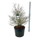 MAGNSTEC125230_8817048