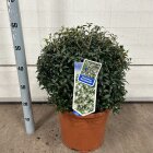 OSMABURBOC4510_991333