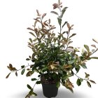 PHOTRROC12100_881373