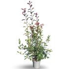 PHOTRROC12125_881373