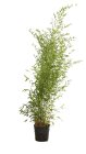 PHYLBISC20018_H