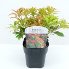 PIERMFIVP2_991328