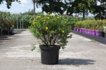 POTEMATC10_880500