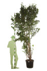 PRUNABEC25050_887056