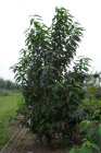PRUNABECPMG250_H
