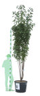 PRUNAMACPC250110_H