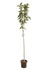 PRUNAMADC12010_H