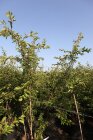 PRUNAROCPC200_880500