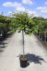 PRUNARODC18_880500