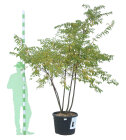 PRUNAUTCPC200110_H