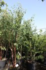 PRUNBRAC250100_880500