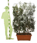 PRUNBREESBAK80_H