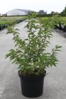 PRUNBRIC10_880500