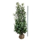 PRUNCAUM200_8817048